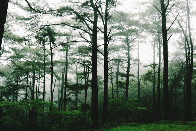 Foto Árvores crescendo no campo na floresta durante o tempo nebuloso