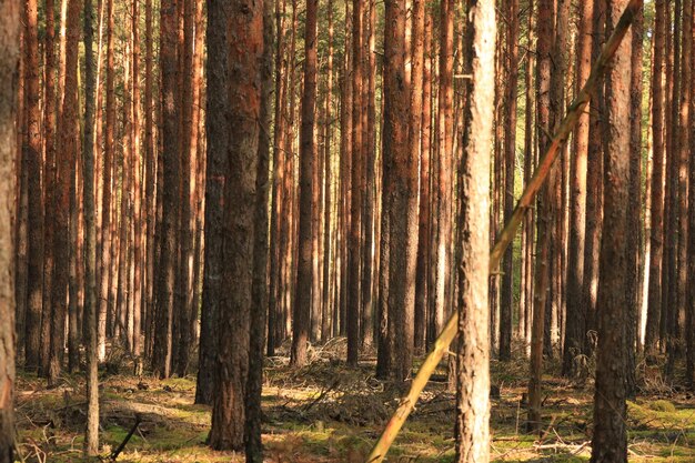 Foto Árvores crescendo no campo na floresta