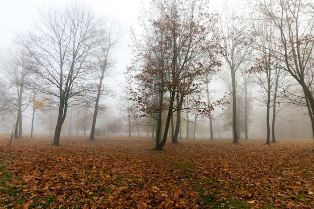 Árvores crescendo no parque na temporada de outono em meio a uma pequena névoa