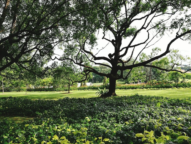 Foto Árvores crescendo no parque