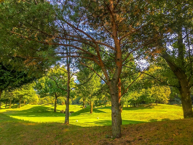 Árvores crescendo no parque