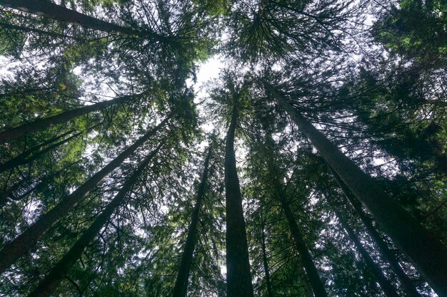 Árvores da floresta de baixo olhando para o dossel