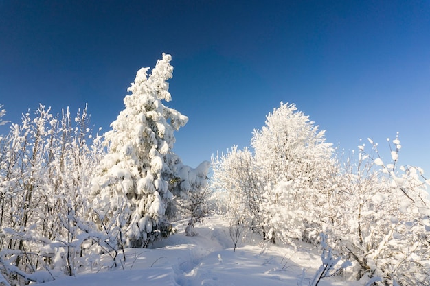 Árvores da floresta de inverno no topo da montanha cobertas com neve fresca, clima ensolarado e trilha de céu azul leva a subida horizontal espaço para cópia