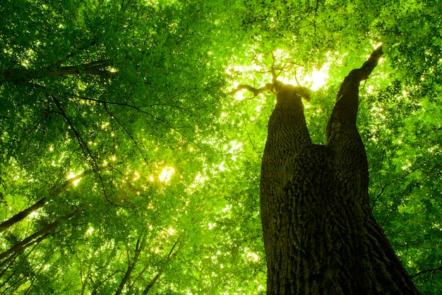 Árvores da floresta de primavera. natureza verde madeira luz solar fundos.