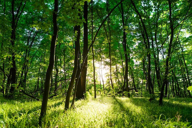 Foto Árvores da floresta. fundos de luz solar de madeira verde da natureza.