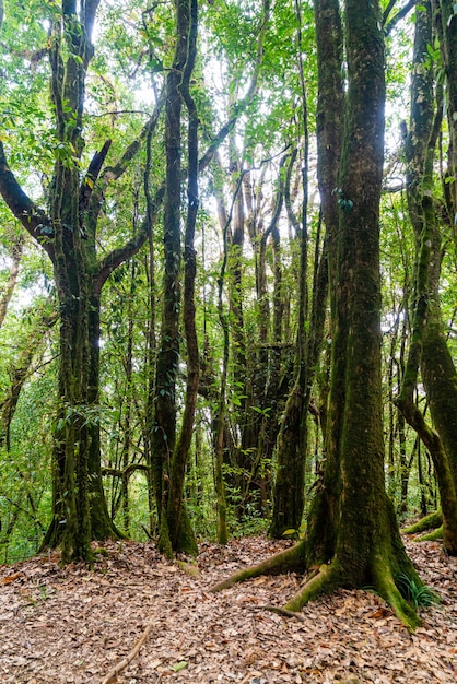 Foto Árvores da floresta. natureza verde madeira luz solar e céu