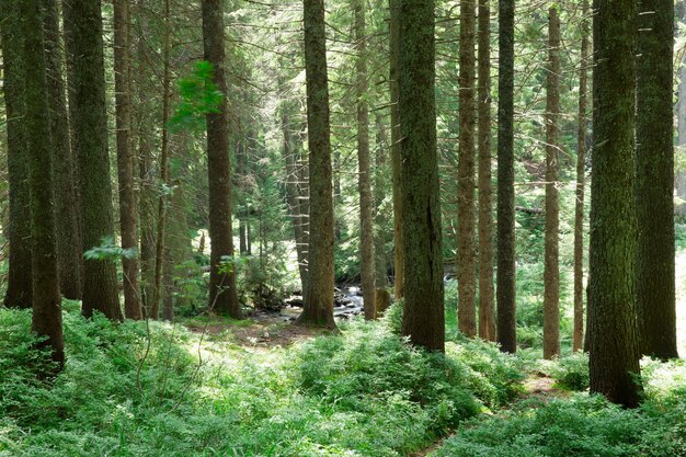 Árvores da floresta verde natureza fundo de luz solar de madeira verde