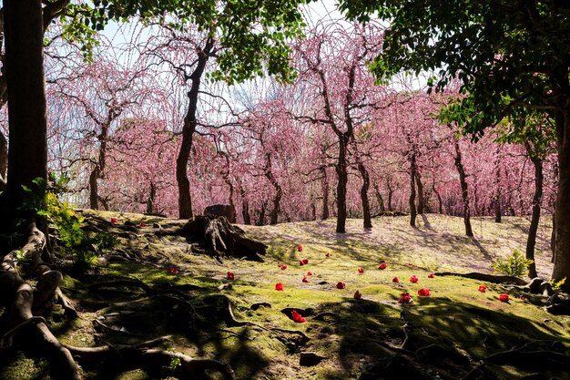 Árvores de ameixa chorando em plena floração no santuário de jonangu jardim japonês kyoto japão