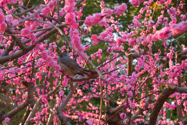 Foto Árvores de ameixa e bulbul