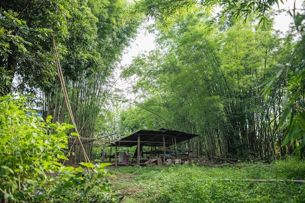 árvores de bambu no parque natural