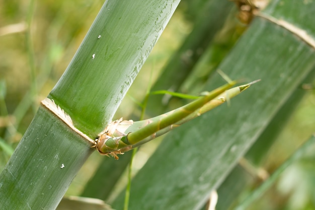 Árvores de bambu.