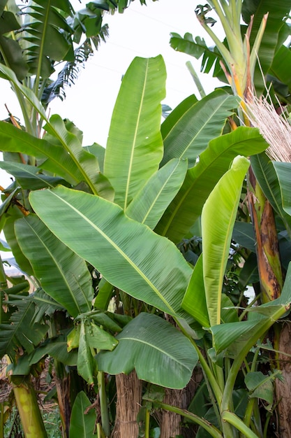 Árvores de banana verdes no jardim plantação de banana folhas de uma banana vista natural