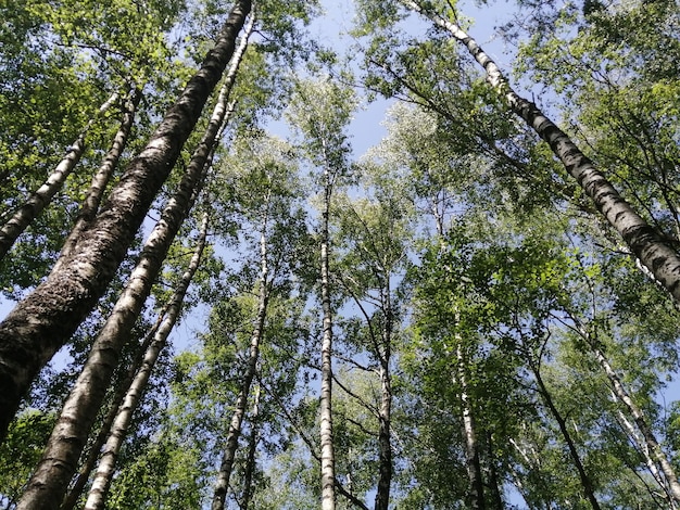 Árvores de bétulas de baixo para cima e céu azul com luz do sol