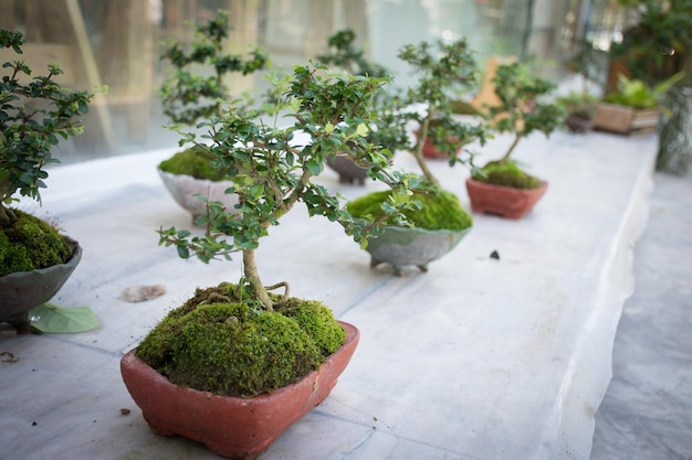 Árvores de bonsai na mesa Árvore de bonsai nas mesas