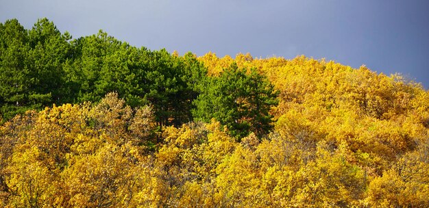 Árvores de bordo e perenes e com folhagem amarela e verde no fundo da floresta de outono com árvores de outono