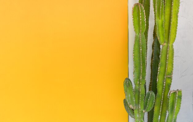 Árvores de cactos verdes contra parede de cimento com fundo de parede pintado de cor amarela, copie o espaço