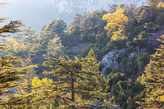 Árvores de cedro nas montanhas, turquia