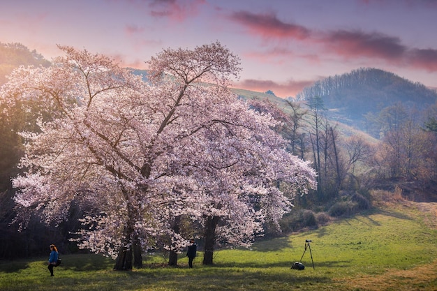 Foto Árvores de cerejeiras em flor em torno do lago yongbi em seosan, coreia do sul