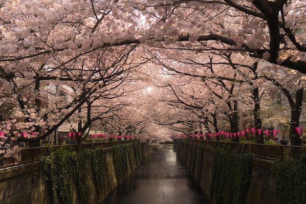 Árvores de cerejeiras em flor sobre o canal na cidade