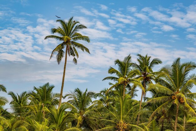 árvores de coco palmeiras contra o céu azul da Índia