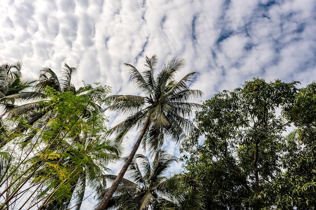 árvores de coco palmeiras contra o céu azul da Índia