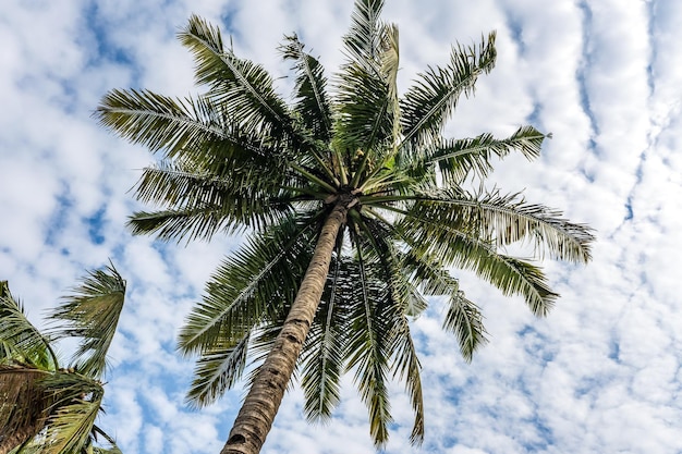 árvores de coco palmeiras contra o céu azul da Índia