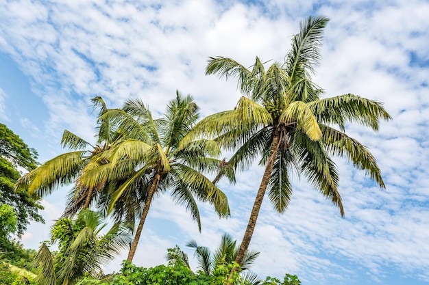 árvores de coco palmeiras contra o céu azul da Índia