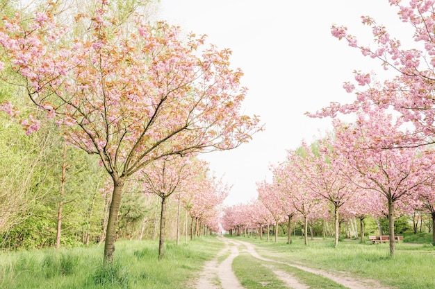 Árvores de flores frescas contra o céu claro