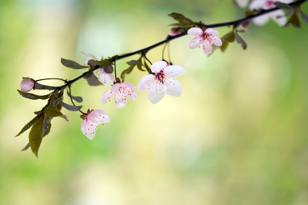 Árvores de florescência da primavera com flores cor de rosa brancas no jardim contra o céu azul fundo da primavera