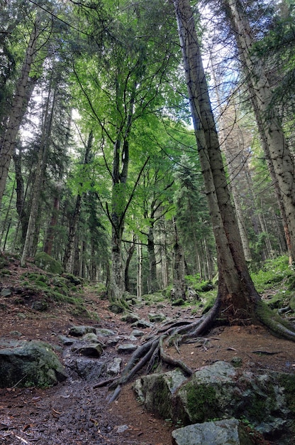 Árvores de floresta mista nas montanhas