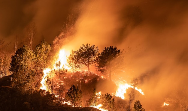 Foto Árvores de fogo selvagem na montanha de fogo