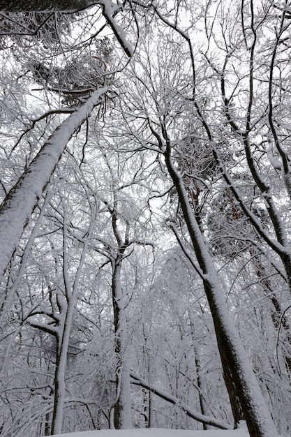 Árvores de folha caduca cobertas de neve no inverno