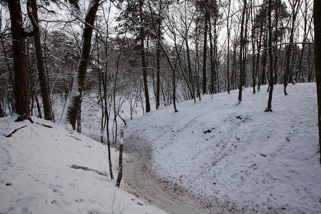 Árvores de folha caduca na neve no inverno