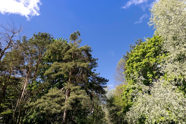 Árvores de folha caduca na primavera com folhagem verde