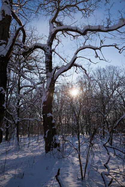 Foto Árvores de folha caduca no inverno após uma queda de neve