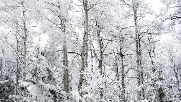 árvores de inverno na neve