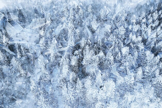árvores de janela de padrões de inverno, fundo abstrato de gelo sazonal