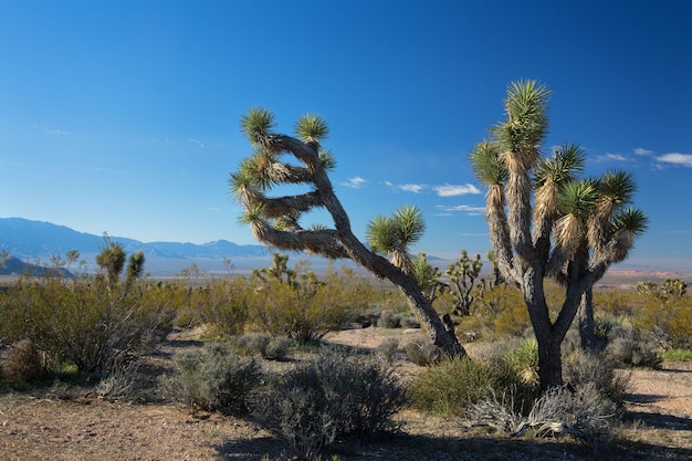 Árvores de joshua no deserto de mojave