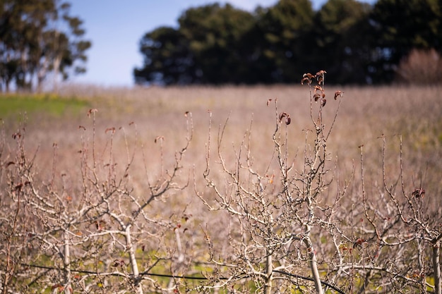 Foto Árvores de maçã em um pomar em uma fazenda na austrália