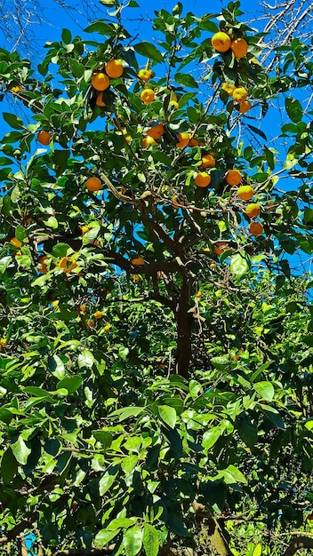 Foto Árvores de mandarina geórgia em um dia ensolarado