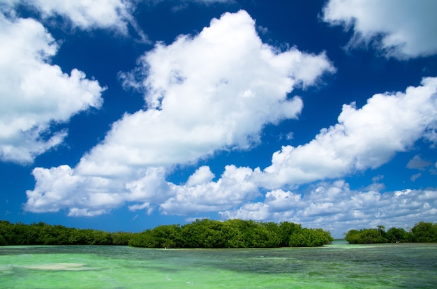 Foto Árvores de mangue no mar do caribe