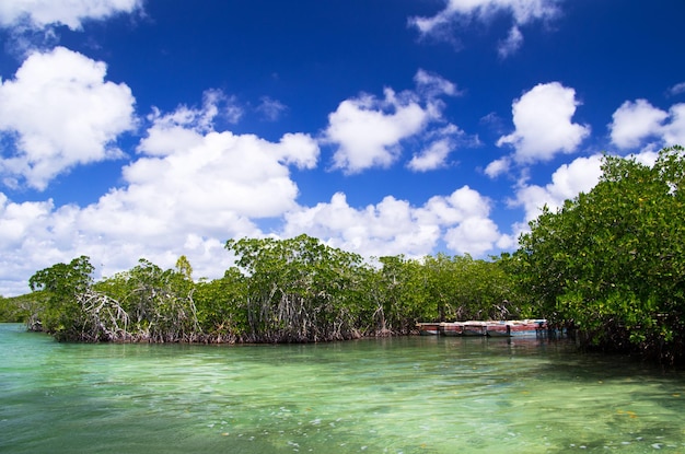 árvores de mangue