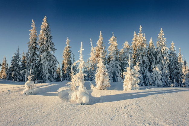 Árvores de natal cobertas de neve no inverno. paisagem fabulosa
