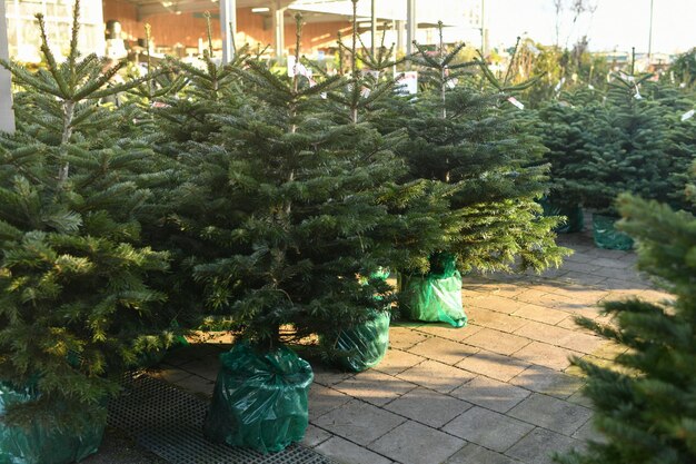 Foto Árvores de natal em vasos verdes para venda em uma loja