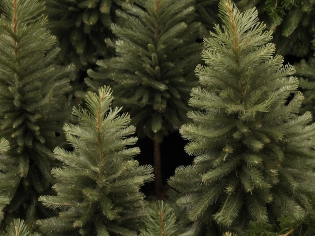 árvores de Natal fundo de inverno