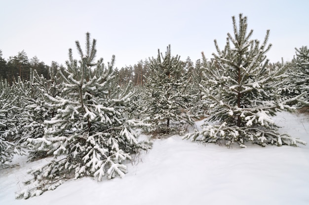 Árvores de natal nevado jovens crescem em uma floresta