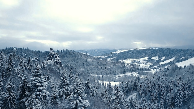 Árvores de neve de inverno. vista aérea sobrevoar. tustan