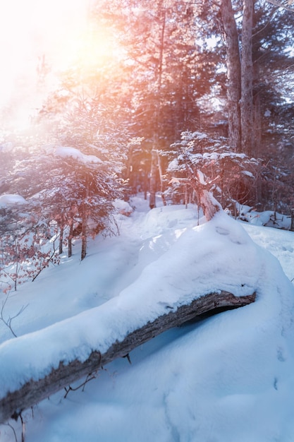 árvores de neve russas