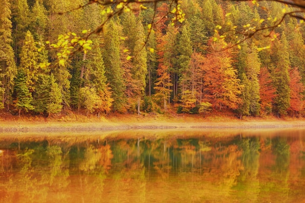 Foto Árvores de outono brilhantes com reflexo na água