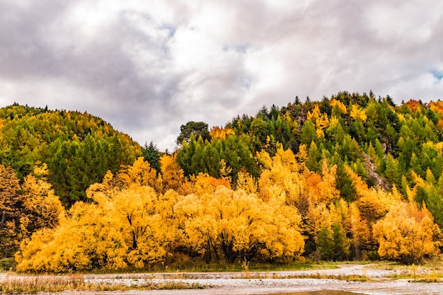 árvores de outono em arrowtown nova zelândia